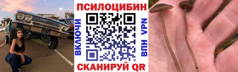 Купить где  Шимановск  Псилоцибиновые грибы Magic Shrooms 